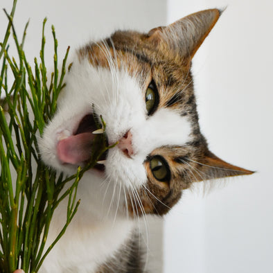 Why You Shouldn't Overlook the Health Benefits of Chinese Gall for Your Cat