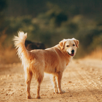 10 FAQs About Dog Walking in the Summer: Tips for Keeping Your Furry Friend Safe and Comfortable