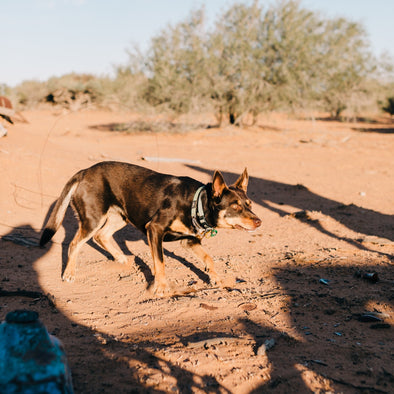 Keep Your Pet Safe From Heat