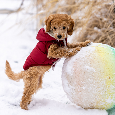 5 Tips for Keeping Your Pet Happy and Healthy This Winter