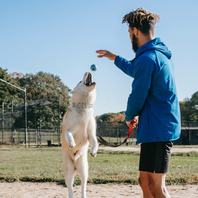 The Importance of Basic Training and Obedience for New Pet Parents