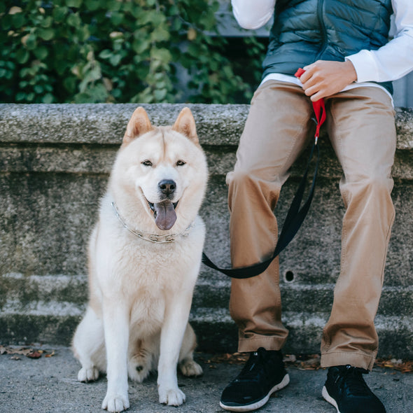 Collars & Leashes