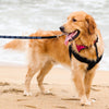 Adopted Pet Leash - Cute Leash - Trendy Leash for Dogs