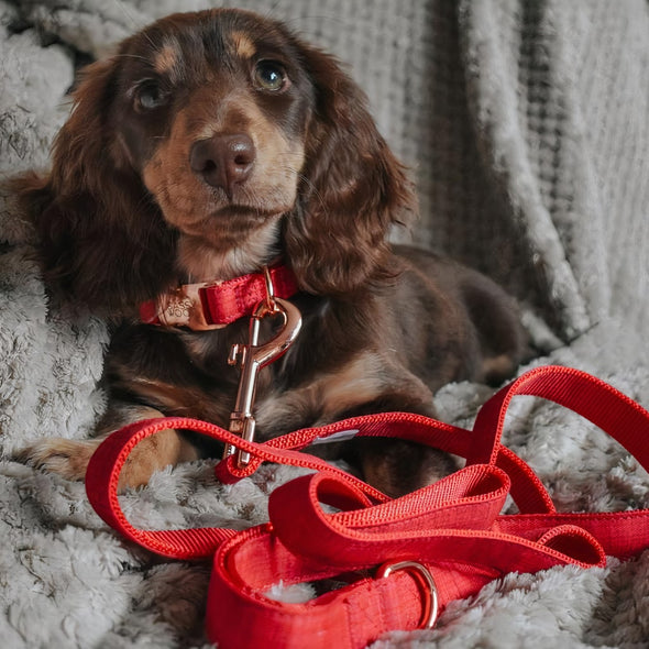 Merlot' Dog Collar