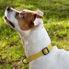 Life Is Better With Pets Pet Collar - Kawaii Dog Collar - Printed Dog Collar