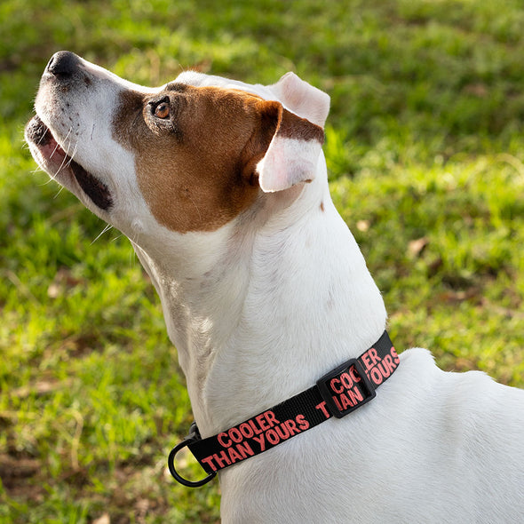 Cool Design Pet Collar - Sarcastic Dog Collar - Quote Dog Collar