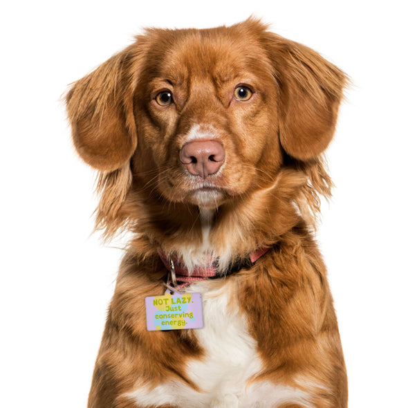 I Am Not Lazy Pet ID Tag - Quote Pet Tag - Themed Pet ID Tag