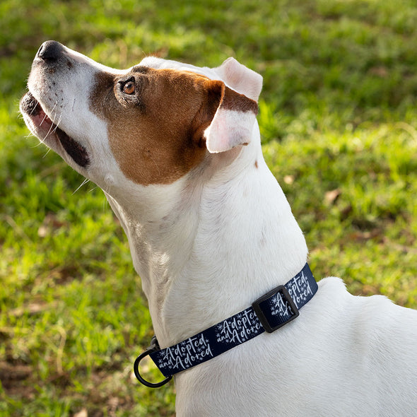 Adopted Pet Collar - Cute Dog Collar - Trendy Dog Collar