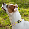 Cute but Unstable Pet Collar - Funny Design Dog Collar - Graphic Dog Collar